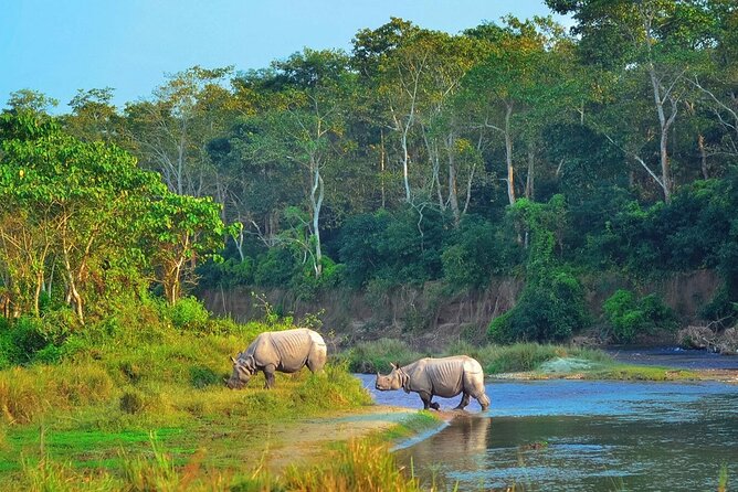 Jungle Safari